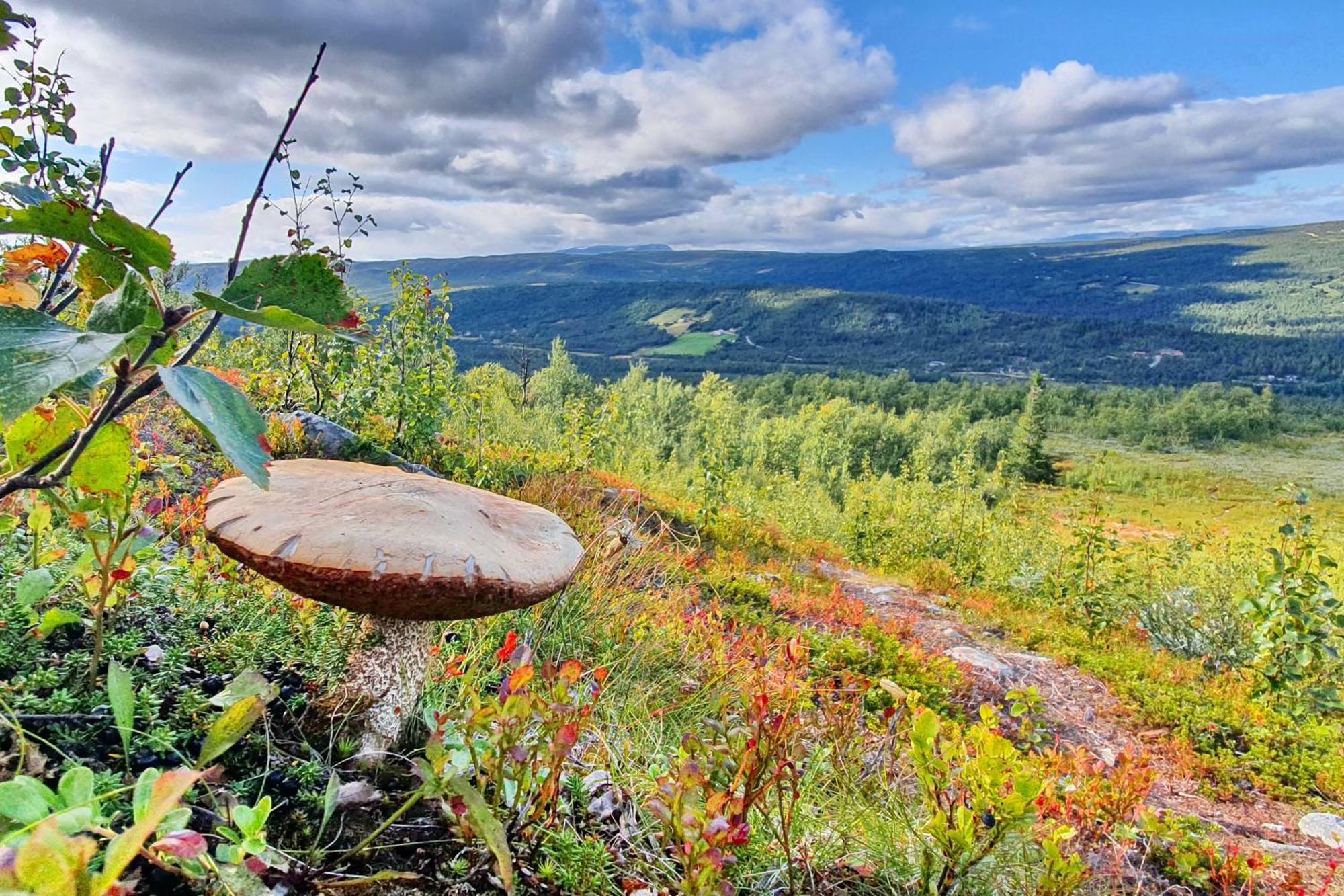 Active Adventure Base - Apartment & Lavvo, Dagali Fjellpark Eksteriør billede